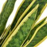 Artificial Sansevieria Plant with Pot 65 cm Green - Front View