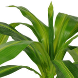 Artificial Dracaena Plant with Pot 100 cm Green - Front View