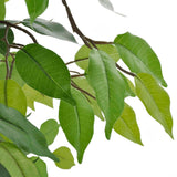 Artificial Dwarf Ficus with Pot 60 cm - Front View