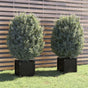 Garden Planters 2 pcs Black 40x40x40 cm Solid Pinewood