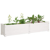 Garden Raised Bed White 150x31x31 cm Solid Pinewood