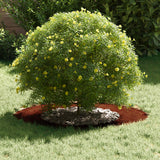 suitable for Flat Tree Rings 5 pcs Brown Ø40 / 70 cm