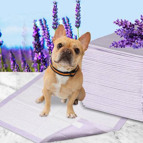 PaWz 100x Pet Dog Toilet Training Pad-2006732998258593798