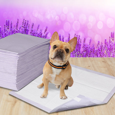 PaWz 400x Pet Dog Toilet Training Pad-1954802567657689095