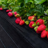 Lambu Weed Mat 1.83mx100m Plant Control XXX-Large - Close-Up Angle