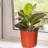 Lambu 100x Plastic Plant Pots Bulk Flowers Large - Close-Up Angle