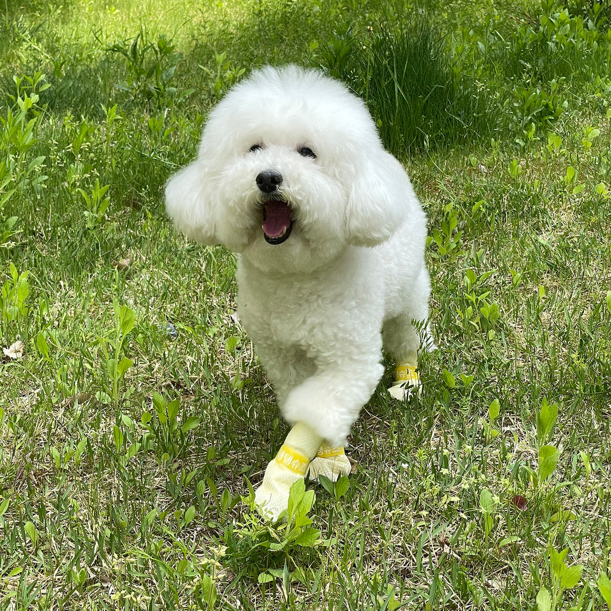 28pc X-Small Disposable Dog Puppy Socks Shoes - YELLOW