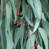Eucalyptus Essential Oil - Front View