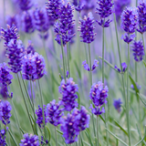 Lavender Essential Oil - Front View