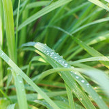 Lemongrass Essential Oil - Front View