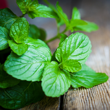 Peppermint Essential Oil - Front View