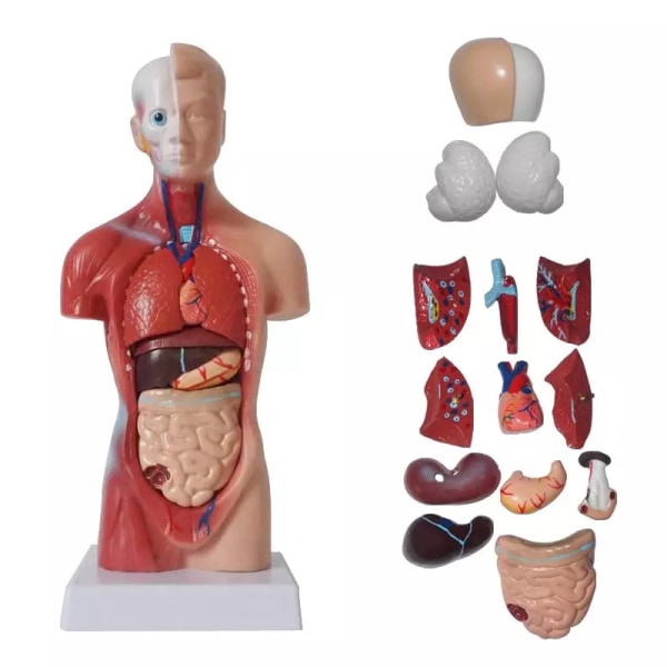 Human Torso Anatomical Model with Internal Organs 28cm Unisex