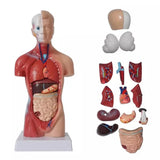 Human Torso Anatomical Model with Internal Organs 28cm Unisex