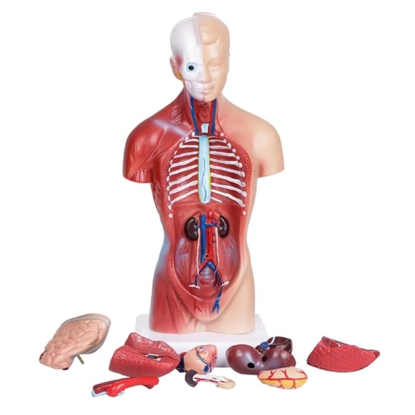 Human Torso Anatomical Model with Internal Organs 28cm Unisex