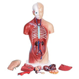 Human Torso Anatomical Model with Internal Organs 28cm Unisex