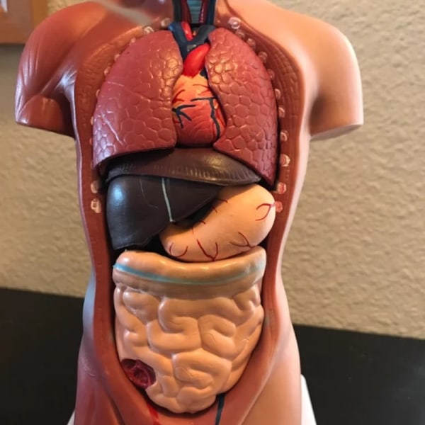 Human Torso Anatomical Model with Internal Organs 28cm Unisex