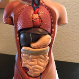 Human Torso Anatomical Model with Internal Organs 28cm Unisex