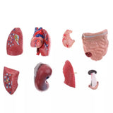 Human Torso Anatomical Model with Internal Organs 28cm Unisex