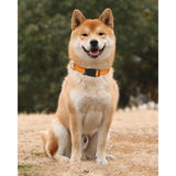 Dog Collar, Classic Adjustable Reflective Nylon Collar Suitable For Medium Dogs, Orange, 2.5Cm Width