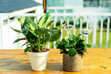 Self-watering globes, bird-shaped plant watering device, hand-blown, clear glass globe for indoor and outdoor plants, pack of 2 - 45-Degree Angle