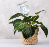 Plant Watering Balls Self-Watering Spikes Hand-Blown Laser Colorful Glass Plant Watering Balls Devices for Indoor & Outdoor Fill from Top 2 Stripe Flower Shape - Top-Down View