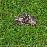 Hide-a-Spare-Key Fake Rock - Looks & Feels like Real Stone - Safe for Outdoor Garden or Yard, Geocaching (1) - Close-Up Angle