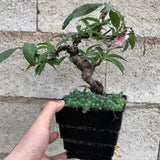 Planter Resin Black For Family 1Pc 4.7X4.4In 12X11.1CM Black - Extra Image