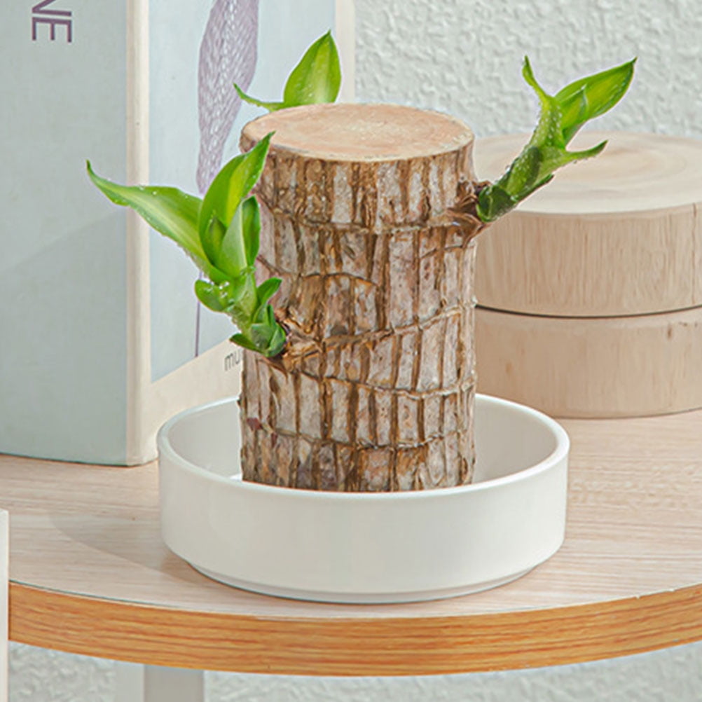 Worgeous Hydroponic Ceramic Tray Indoor Garden Pot Saucers Plant for Pots White