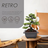 5Pcs Square Flowerpots for Study Room and Office in Black 17x17cm