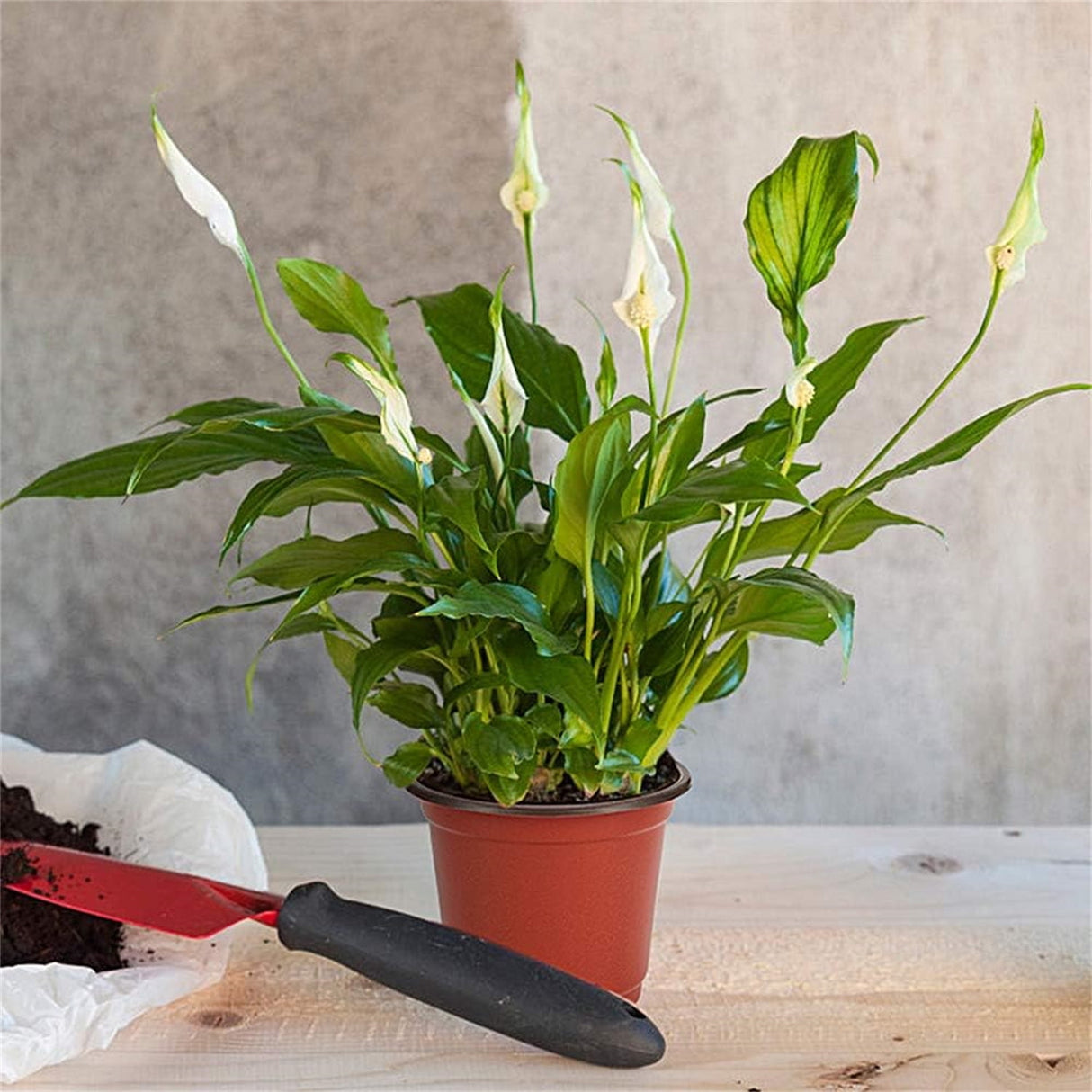 50Pcs Plastic Plant Nursery Pots,3.9x2.7x3.3In Seed Starting Pots with Drainage Holes for Indoor,Durable Soft Nursery Containers for Transplanting