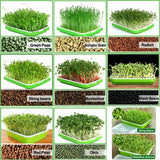 BPA Free Hydroponics Soilless Seeds Sprouter Microgreen Seed Sprouter Trays Seed Germination Double Tier Grow Trays with Lid 5PCS-Seed Sprouter Tray+Lid - Top-Down View