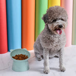 Raised Cat Food Bowl 15 Degrees Elevated Cat Bowls Anti Vomiting Tilted Raised Cat Food Bowl Plastic Slanted Stand Bowls for Pet Feeder Green