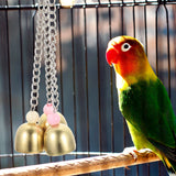 Rattle The Bell Parrot Toy for Large Birds - Stainless Steel Cage Decor for Parakeets, Cockatiels, and Small Tail Birds - Top-Down View