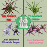 Funny Couple Air Plant Holder - Cheeky Anniversary Gift - Top-Down View