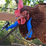 Chicken arms with Guns,Fun, Durable, Rooster Pistol Party, Perfect for Parties, Photoshoots and Pranks Costumes for Chickens to wear(blue)