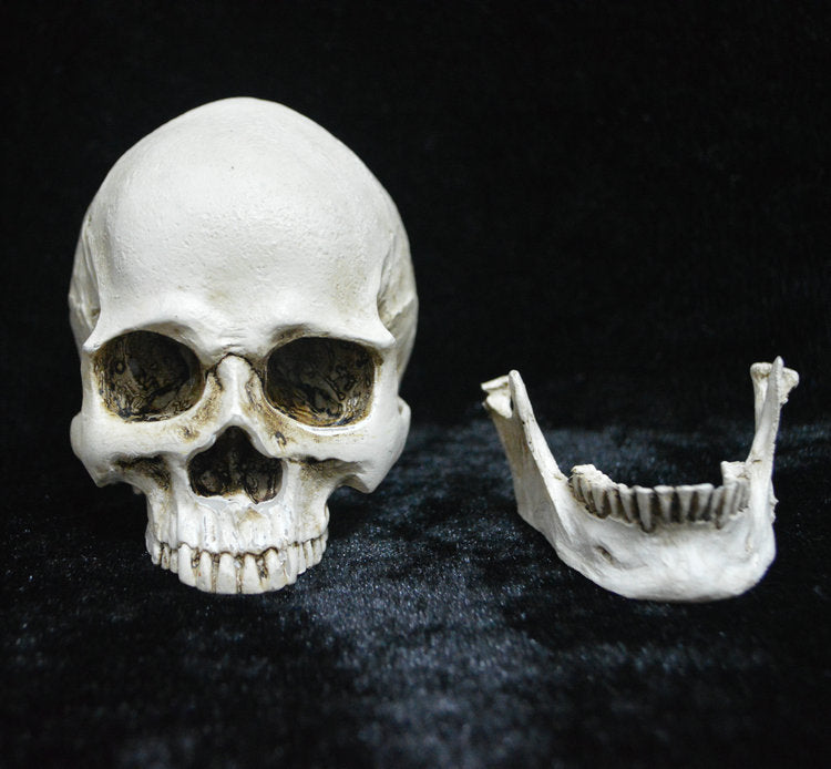 Life-size Replica of Realistic Human Skull, Head Bone Model, Anatomy White Resin Skull High Precision Teaching Tool Halloween Decor