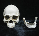 Life-size Replica of Realistic Human Skull, Head Bone Model, Anatomy White Resin Skull High Precision Teaching Tool Halloween Decor - Side View