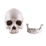 Life-size Replica of Realistic Human Skull, Head Bone Model, Anatomy White Resin Skull High Precision Teaching Tool Halloween Decor - 45-Degree Angle