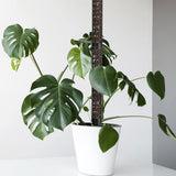 Moss stakes for climbing plants Black Variety - Front View