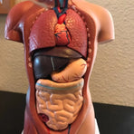 Unisex Human Torso Body Anatomy Anatomical Model Internal Organs A 28CM