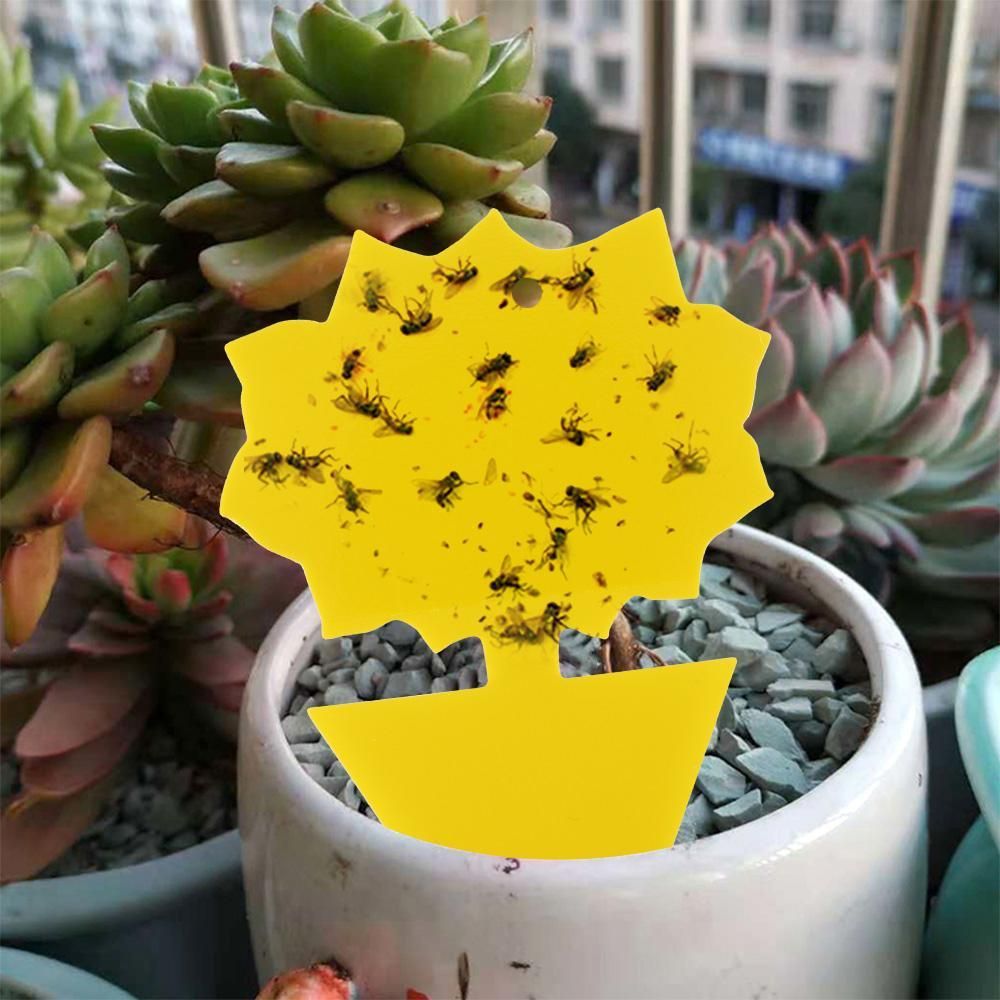 20-pack Fly Trap Flycatchers, Effective Butterfly Control