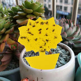 20 Pack Fly Trap, Cute and Effective Escape Flycatchers