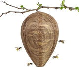 2pcs Non-Toxic Paper Wasp Traps & Bee Deterrent, for Wasp Nest Removal - Front View