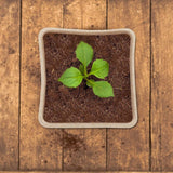 120 Pieces Biodegradable Seedling Pots, Biodegradable Pots, Biodegradable Seedling Pots for Seedlings, for Seedling Herbs, Flowers, Vegetables - Side View