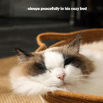 Cotton Rope Woven Cat Bed Basket with Hanging Toy Ball Foldable Round Pet Nest Brown L