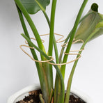 Gold Indoor Plant Stand for Climbing Plants - Plant Support Holder