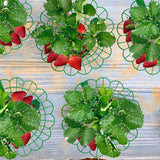 15Pack Strawberry Supports - Strawberry Plant Support Stand Strawberry Growing Racks Protector Strawberry Growing Frame Holder Cage (15, B)