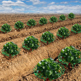 15Pack Strawberry Supports - Strawberry Plant Support Stand Strawberry Growing Racks Protector Strawberry Growing Frame Holder Cage (15, B) - Rear View