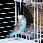Automatic Cage Bird Feeder Outside
