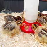 1L Chick Food Feeder and 1.5L Chicken Water Feeder Kit for Chick Aviaries - Side View